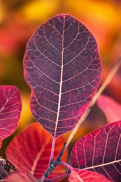 Hojas de otoño de color púrpura