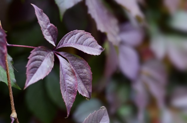 Hojas de otoño de colores