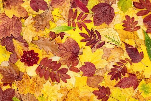 Hojas de otoño coloridas y bayas rojas de viburnum Patrón de hojas caídas de árboles Fondo de temporada de otoño