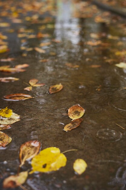 Hojas de otoño coloridas en un charco de lluvia