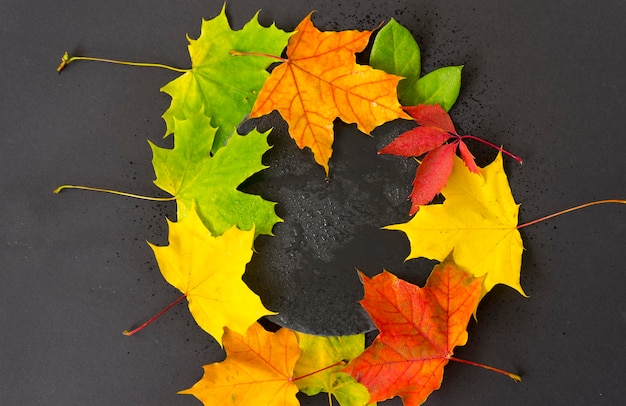 Hojas de otoño coloridas dispuestas en forma de círculo.