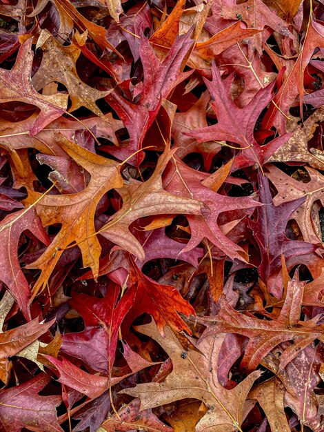 Hojas de otoño coloridas en el fondo del suelo de primer plano