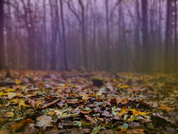 Hojas de otoño coloridas en la hierba verde en un día soleado