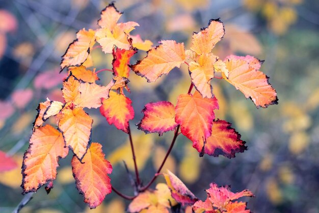 Hojas de otoño coloridas en el jardín en un arbusto con un fondo borroso