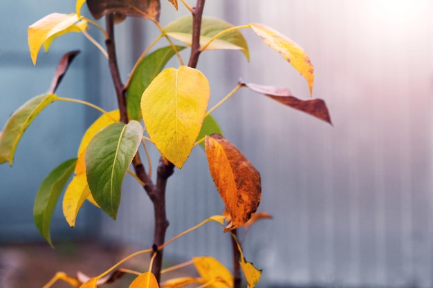 Hojas de otoño coloridas en un peral joven