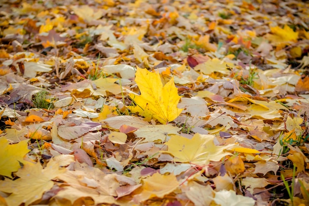 Hojas de otoño coloridas en el suelo.