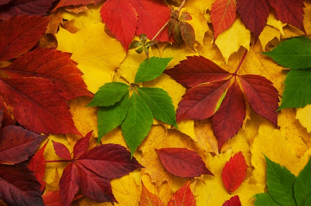 Foto hojas de otoño como fondo