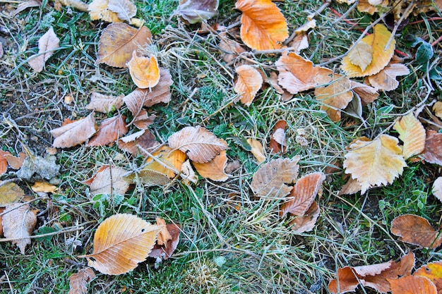 Hojas de otoño congeladas