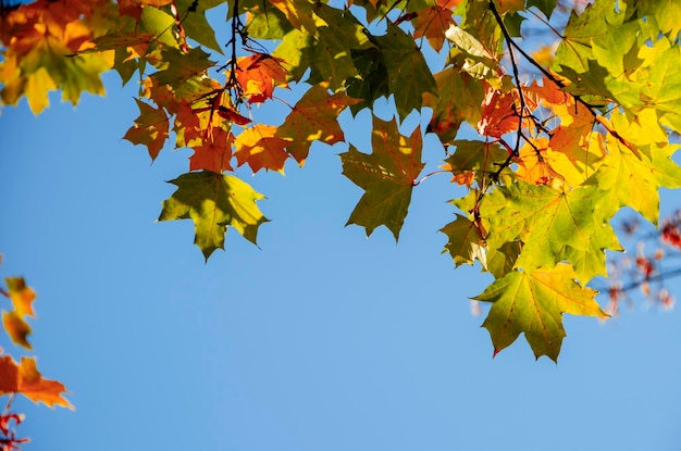 Hojas de otoño contra el cielo azul