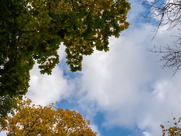 hojas de otoño contra el cielo