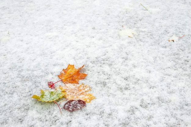 Hojas de otoño cubiertas de nieve