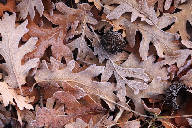 Hojas de otoño cubiertas de rocío