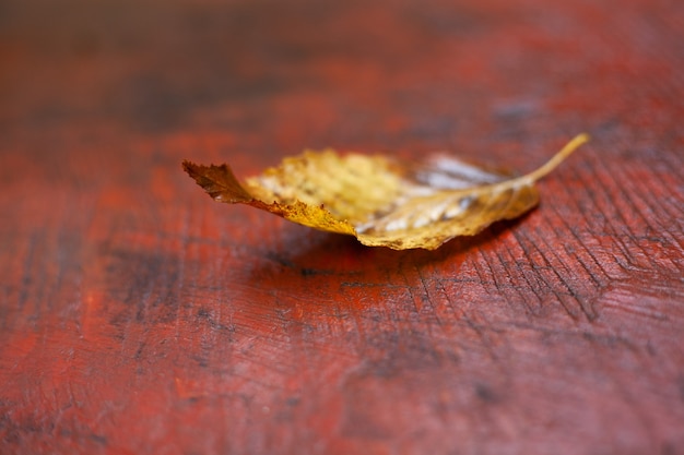 Hojas de otoño después de la lluvia sobre la mesa.