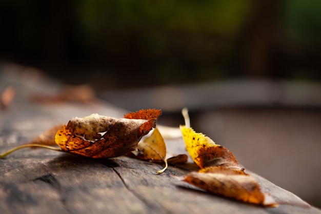 Hojas de otoño después de la lluvia sobre la mesa.