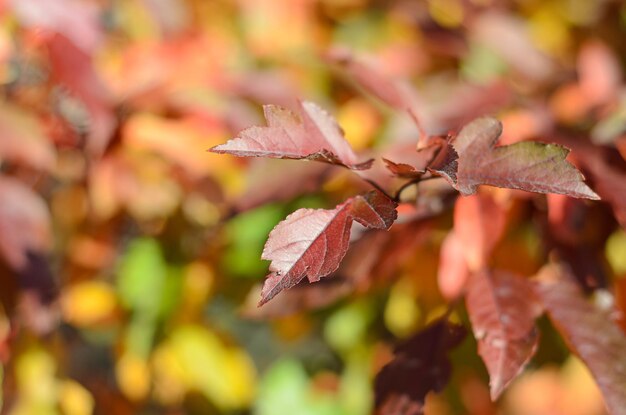 Hojas de otoño en un día soleado