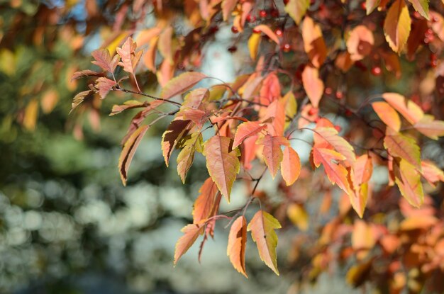 Hojas de otoño en un día soleado