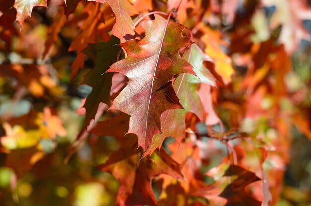 Hojas de otoño en un día soleado