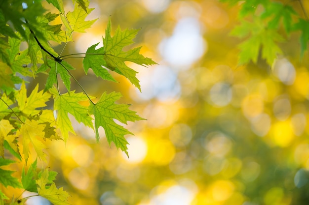 Hojas de otoño en un día soleado