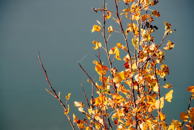 Hojas de otoño dorado amarillo anaranjado en el río