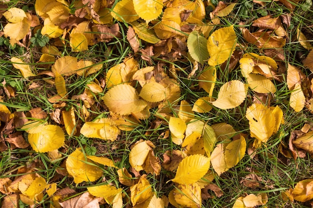 Hojas de otoño dorado caído sobre la hierba verde