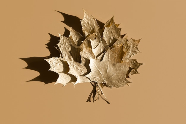 hojas de otoño dorado marple sobre beige, plano