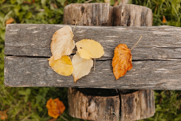 Las hojas de otoño se encuentran en un banco del parque. concepto de otoño. fondo de otoño.