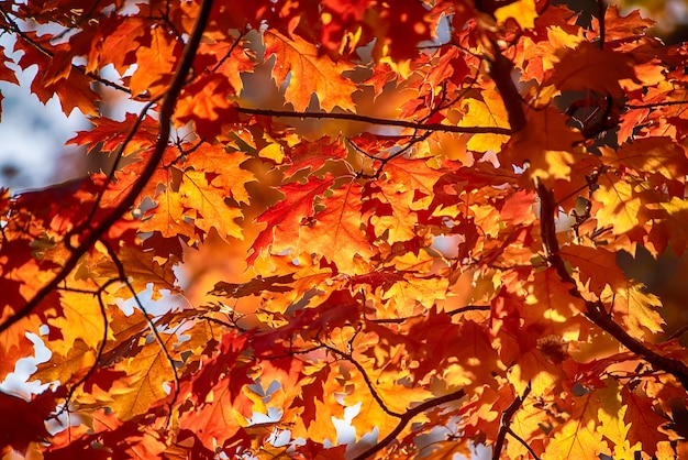 hojas de otoño, enfoque muy superficial