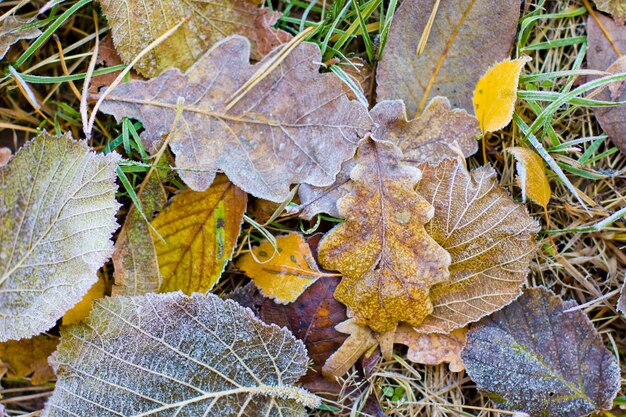 Hojas de otoño y escarcha