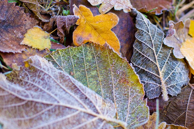 Hojas de otoño y escarcha