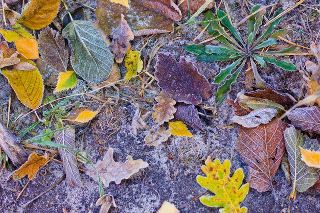 Hojas de otoño y escarcha