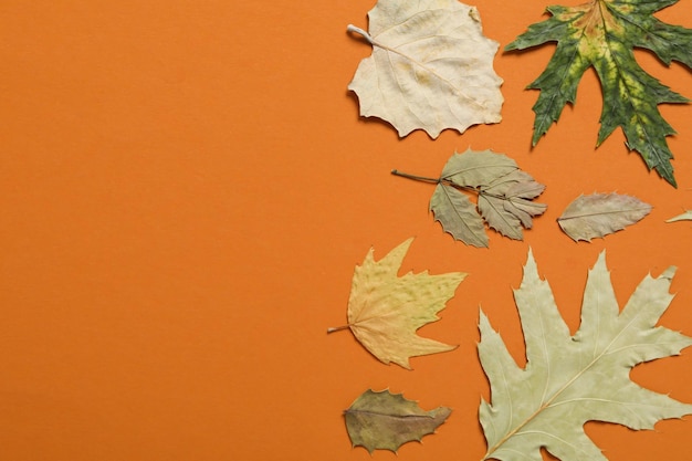 Hojas de otoño en el espacio de fondo naranja para texto