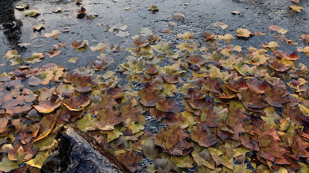 hojas de otoño en las estaciones de la calle