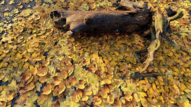 hojas de otoño en las estaciones de la calle