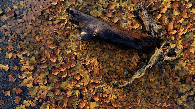 hojas de otoño en las estaciones de la calle