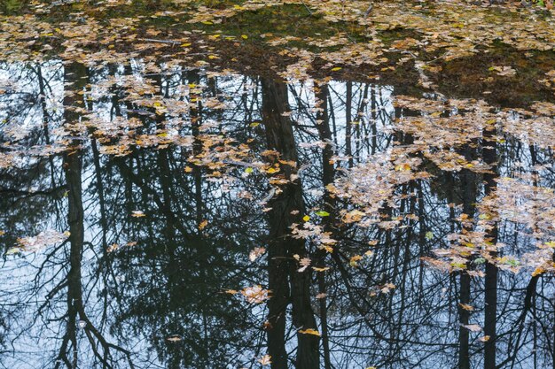 Hojas de otoño en el estanque