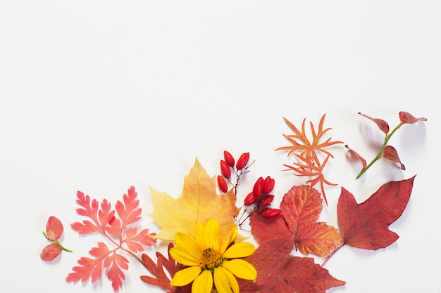 Hojas de otoño y flores sobre fondo blanco.