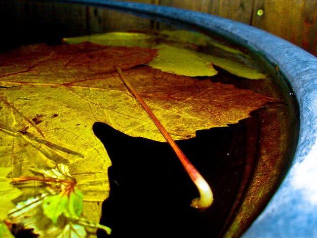 Hojas de otoño flotando en el agua