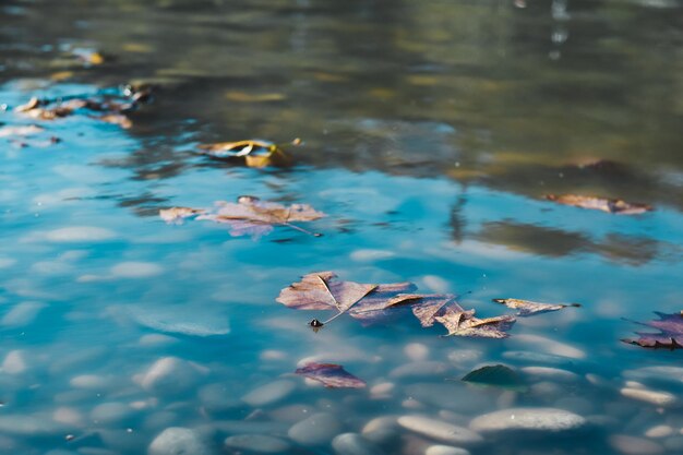 Hojas de otoño flotando en el agua