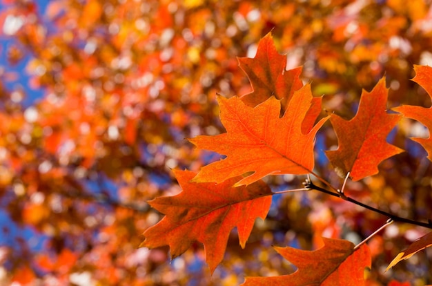 Hojas de otoño Follaje colorido en el parque Concepto de temporada de otoño hojas de arce con fondo azul borroso