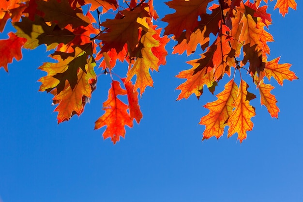 Hojas de otoño Follaje colorido en el parque Concepto de temporada de otoño hojas de arce con fondo azul borroso