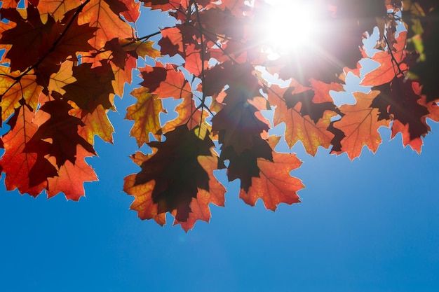 Hojas de otoño Follaje colorido en el parque Concepto de temporada de otoño hojas de arce con fondo azul borroso