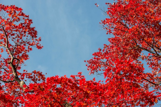 Foto hojas de otoño de fondo de arce japonés (momiji)