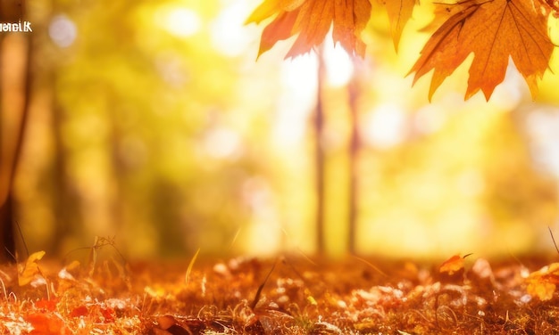 hojas de otoño en el fondo del bosque