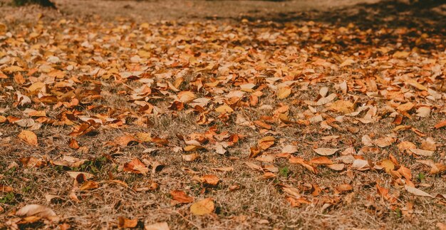 Hojas de otoño en el fondo del campo de las hojas de otoño El suelo está cubierto de hojas Paisaje de otoño