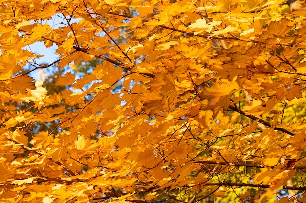 Hojas de otoño con el fondo de cielo azul, fondo de hojas de otoño rojo y naranja