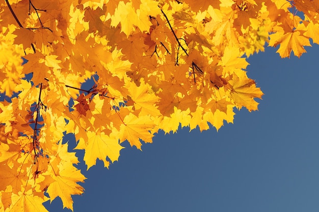 Hojas de otoño con el fondo de cielo azul