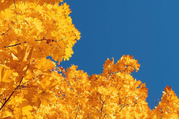 Hojas de otoño con el fondo de cielo azul