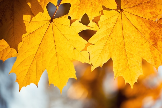 Hojas de otoño con el fondo de cielo azul