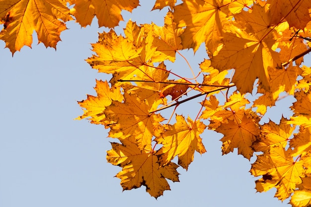 Hojas de otoño con el fondo de cielo azul