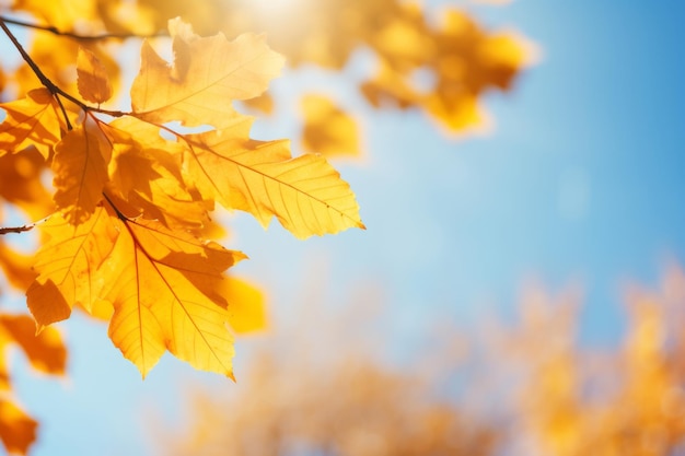 las hojas de otoño en el fondo en un día soleado